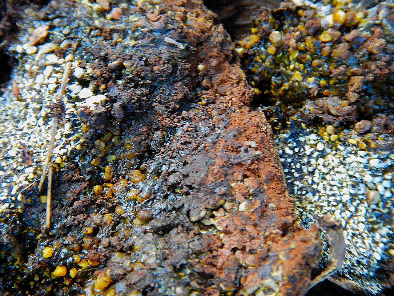 Pisolithus arhizus used as a natural dye source, showing the dark spore mass