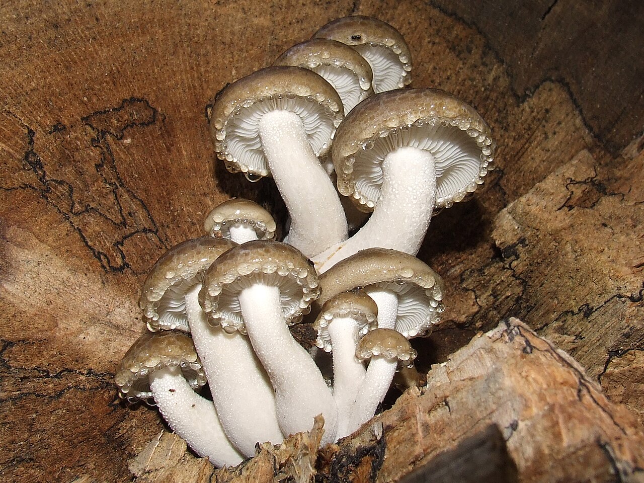 Elm Oyster (Hypsizygus ulmarius)