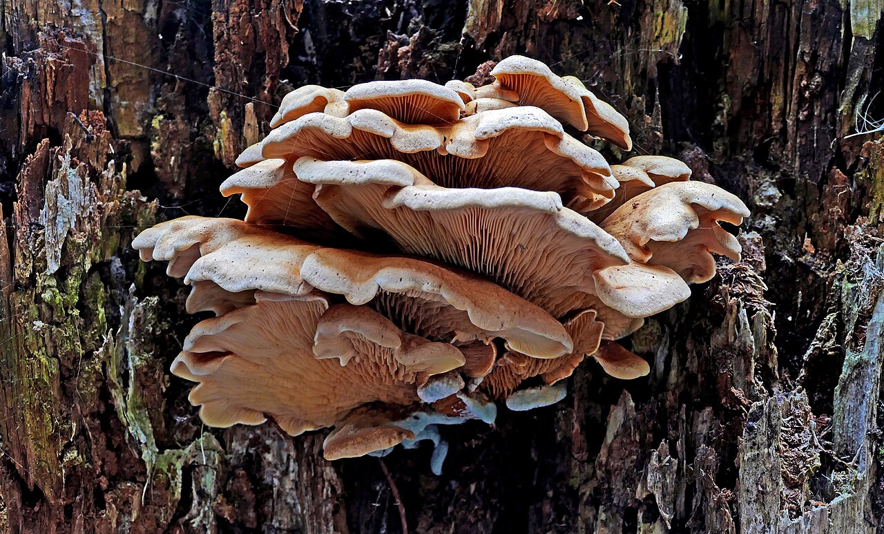 Underside of Pleurotus pulmonarius showing white decurrent gills