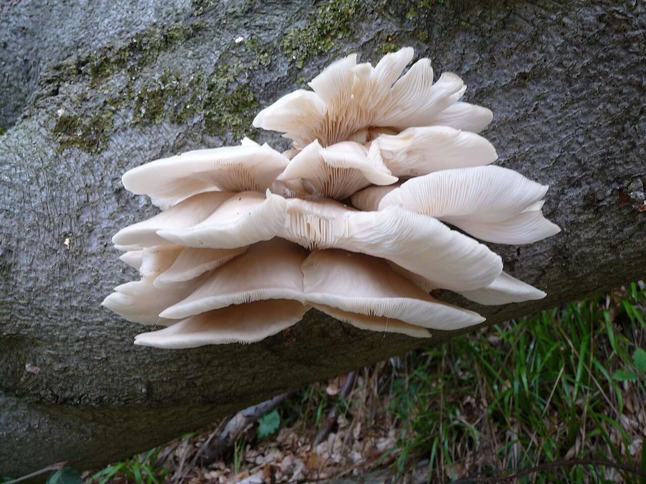 Summer oyster mushrooms fruiting from a standing dead hardwood trunk in deciduous forest