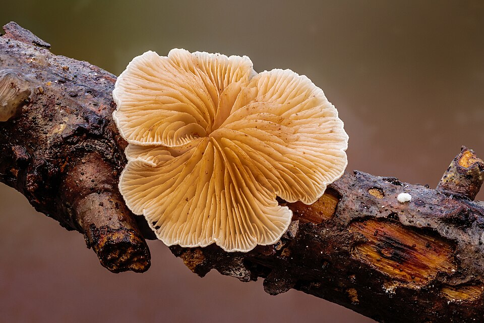 Crepidotus species
