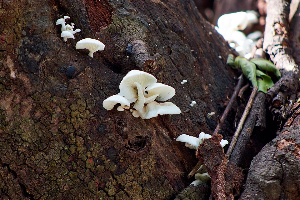 Angel Wings (Pleurocybella porrigens)