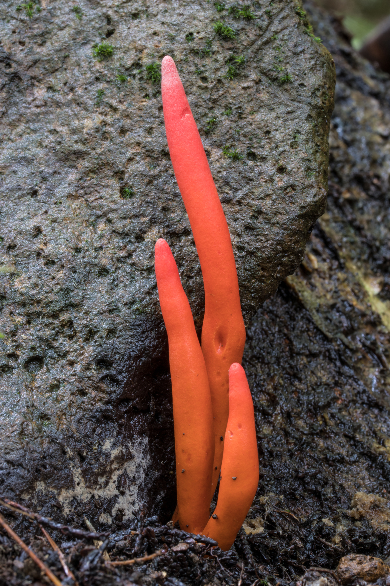 Poison Fire Coral (Podostroma cornu-damae)