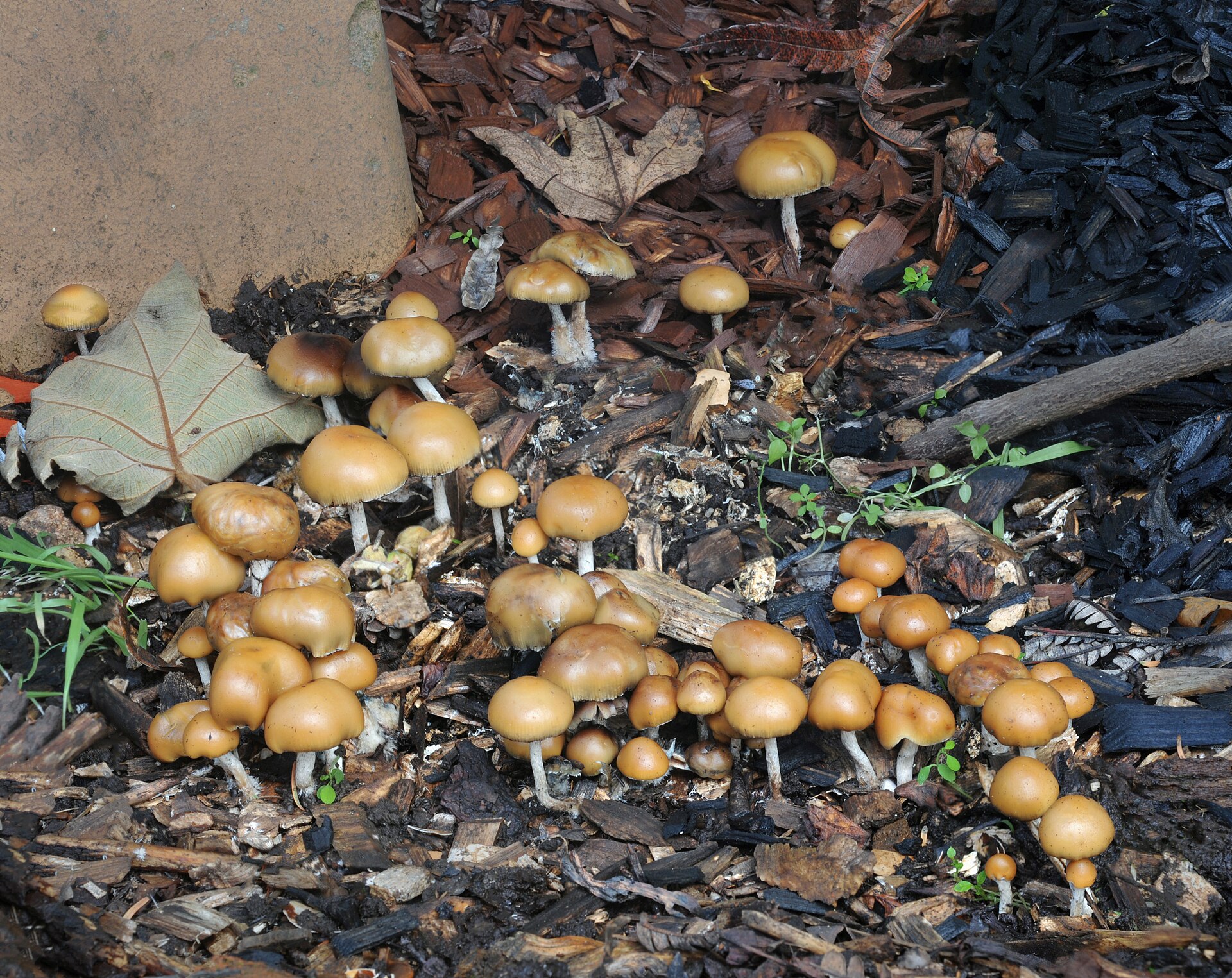 Allen's Psilocybe (Psilocybe allenii) wild specimen