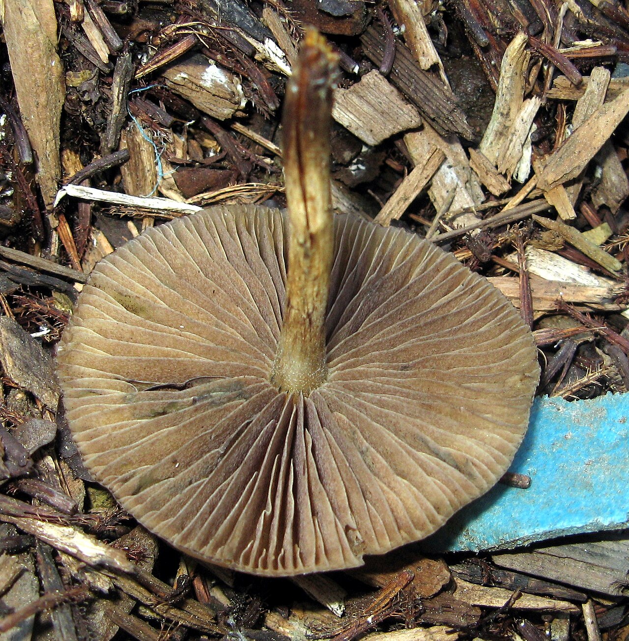 Allen's Psilocybe (Psilocybe allenii) wild specimen