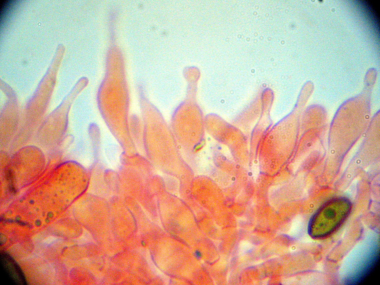 Allen's Psilocybe (Psilocybe allenii) wild specimen