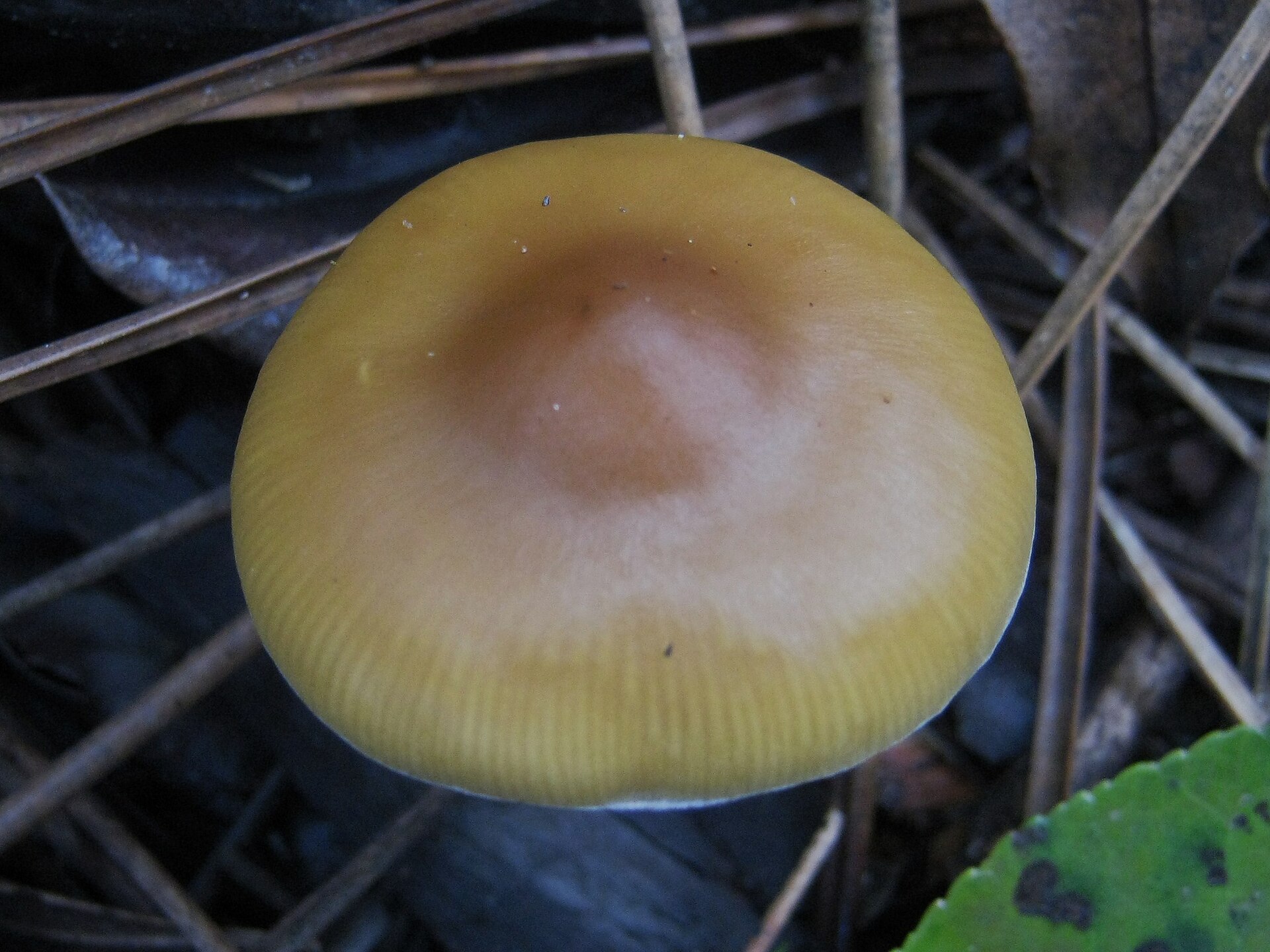 Flying Saucer (Psilocybe azurescens) wild specimen