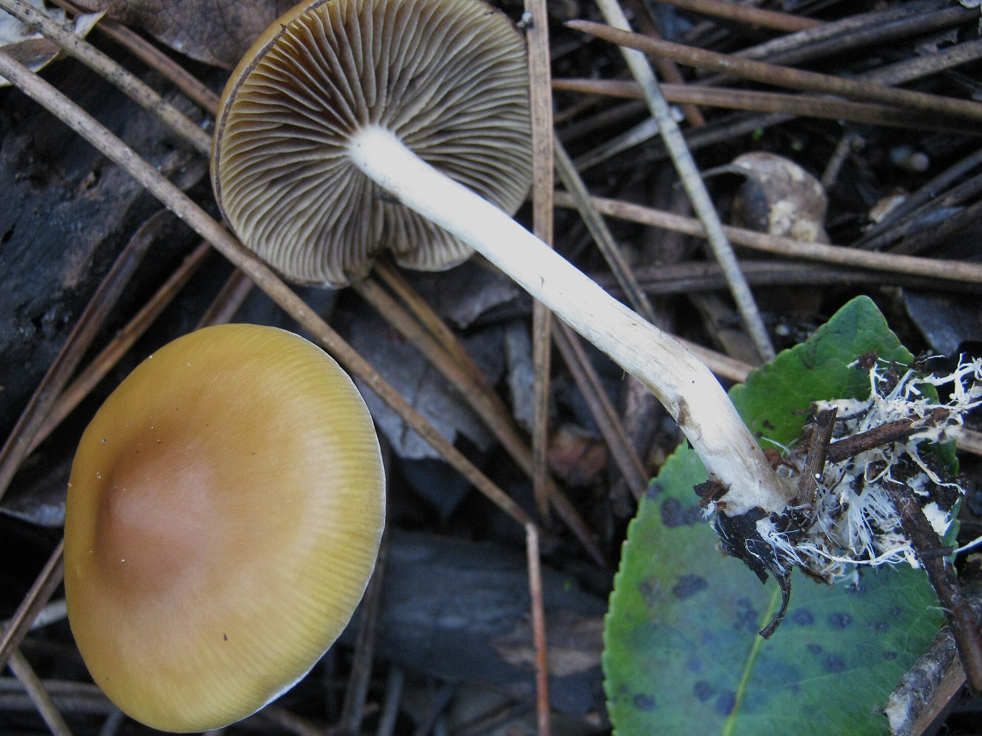 Flying Saucer (Psilocybe azurescens) wild specimen