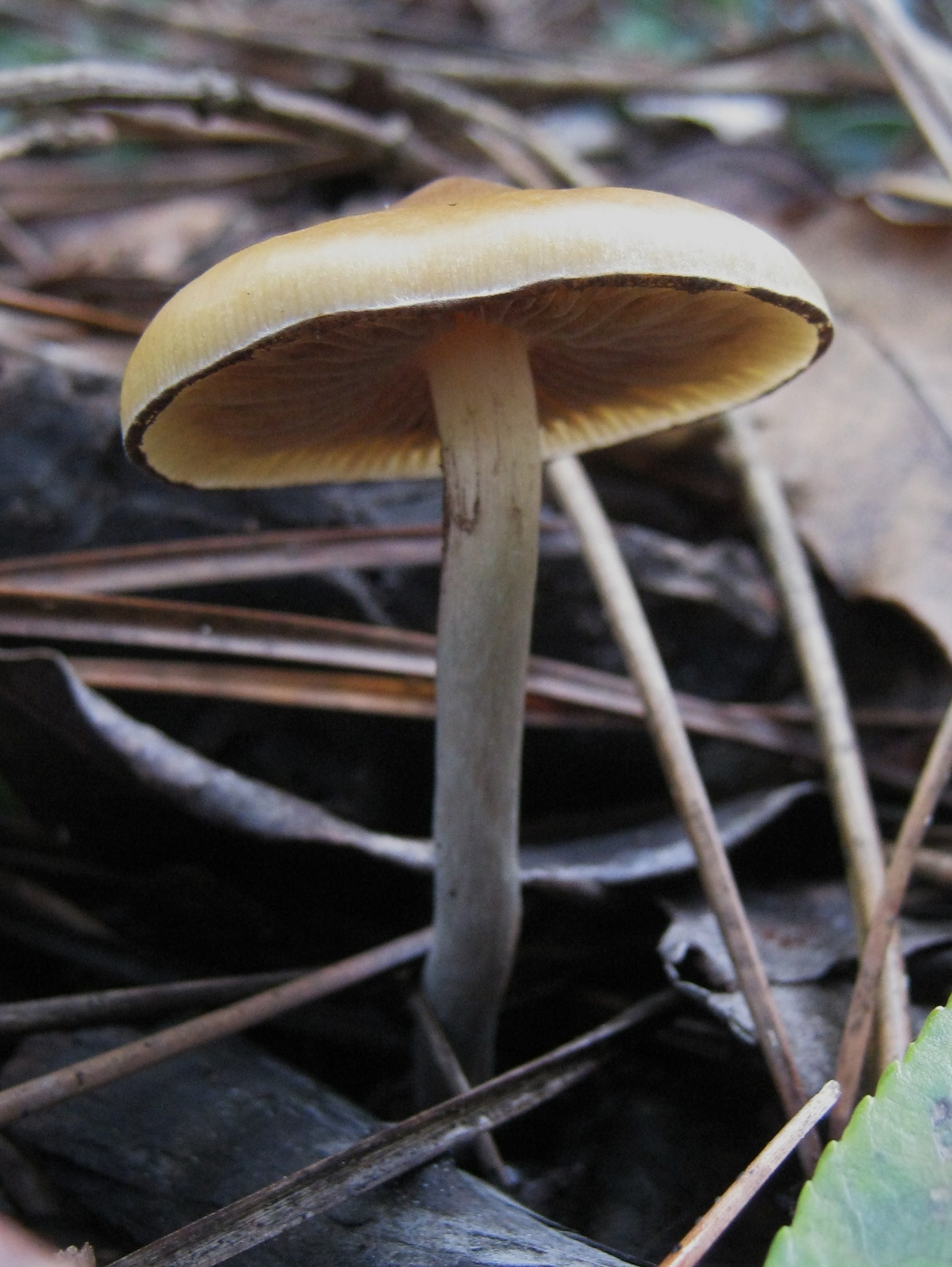 Flying Saucer (Psilocybe azurescens) wild specimen