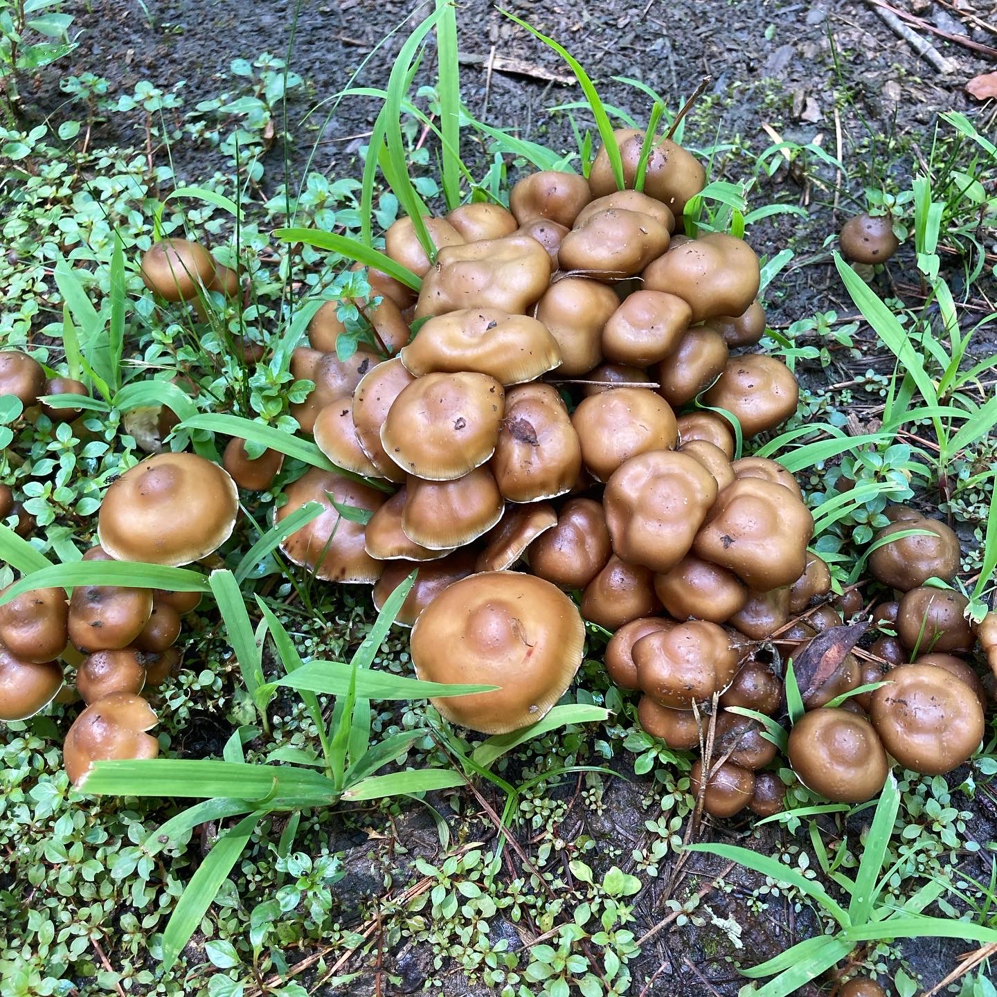 Group of Landslide Mushroom / Derrumbe mushrooms in the wild