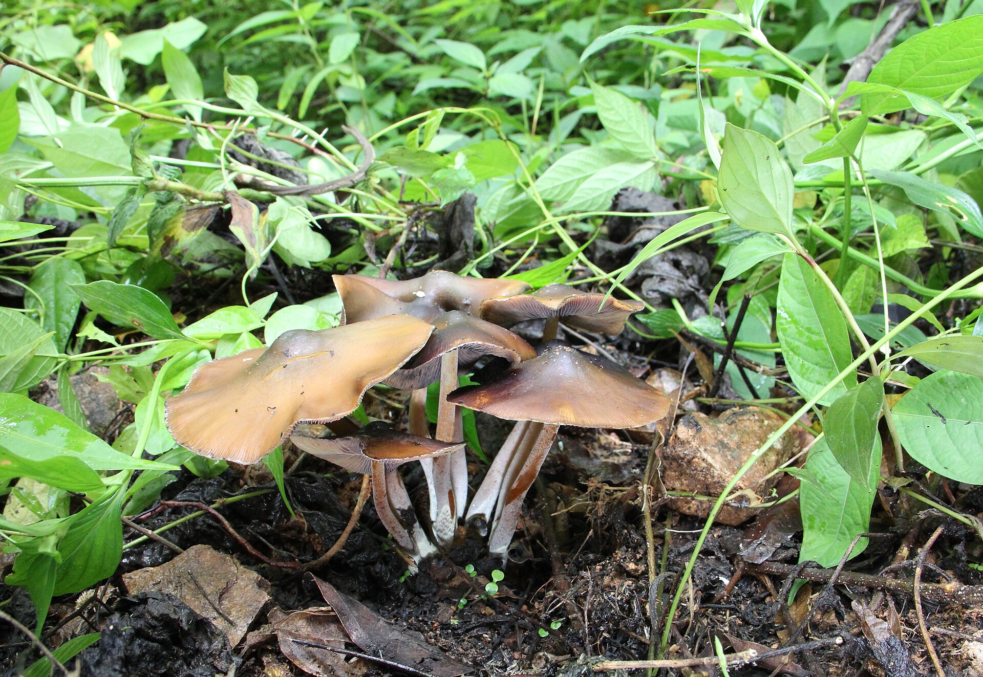 Landslide Mushroom / Derrumbe (Psilocybe caerulescens) wild specimen