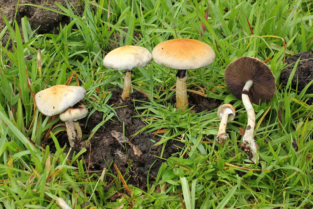 Golden Teacher / Magic Mushroom (Psilocybe cubensis)
