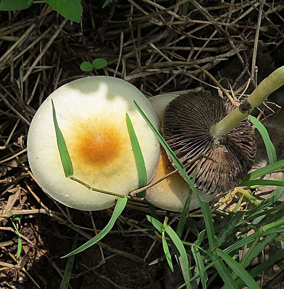 Mature Psilocybe cubensis specimen showing classic magic mushroom form