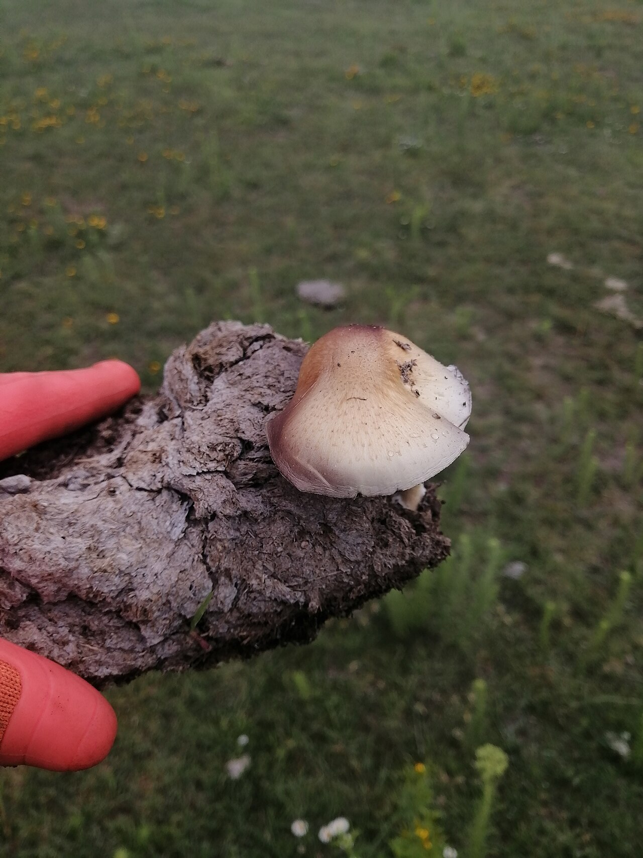 Wild Psilocybe cubensis fruiting body showing cap and stem details