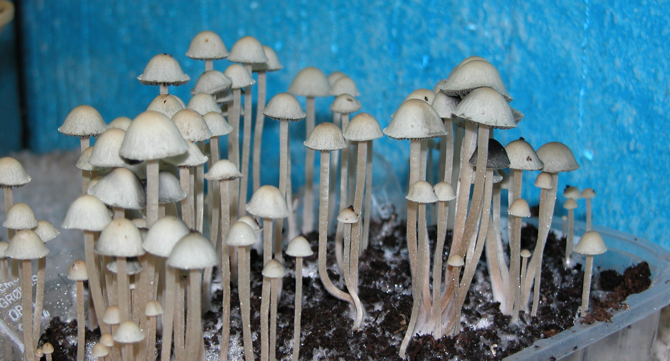 Blue Meanie (Panaeolus cyanescens)
