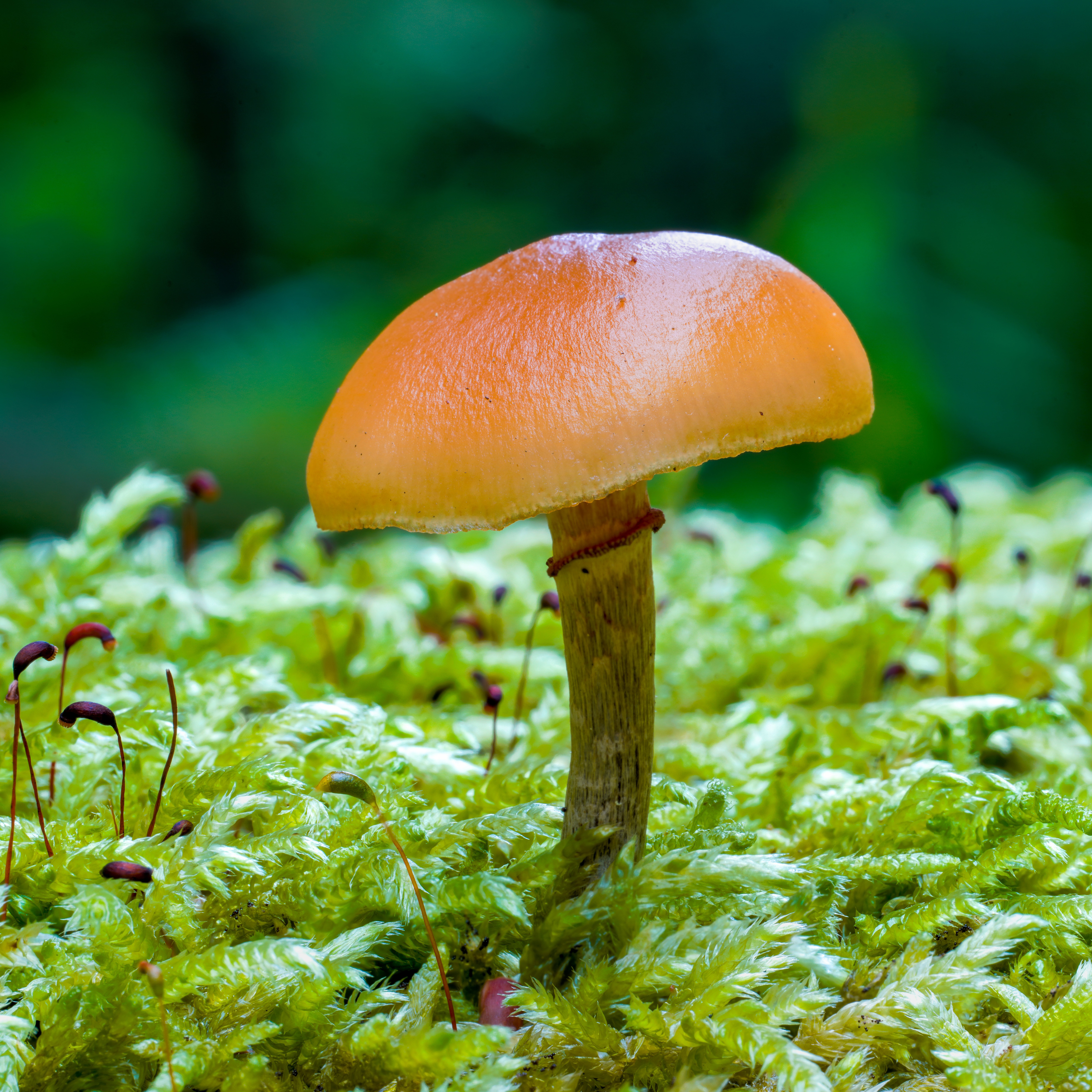Funeral Bell (Galerina marginata)
