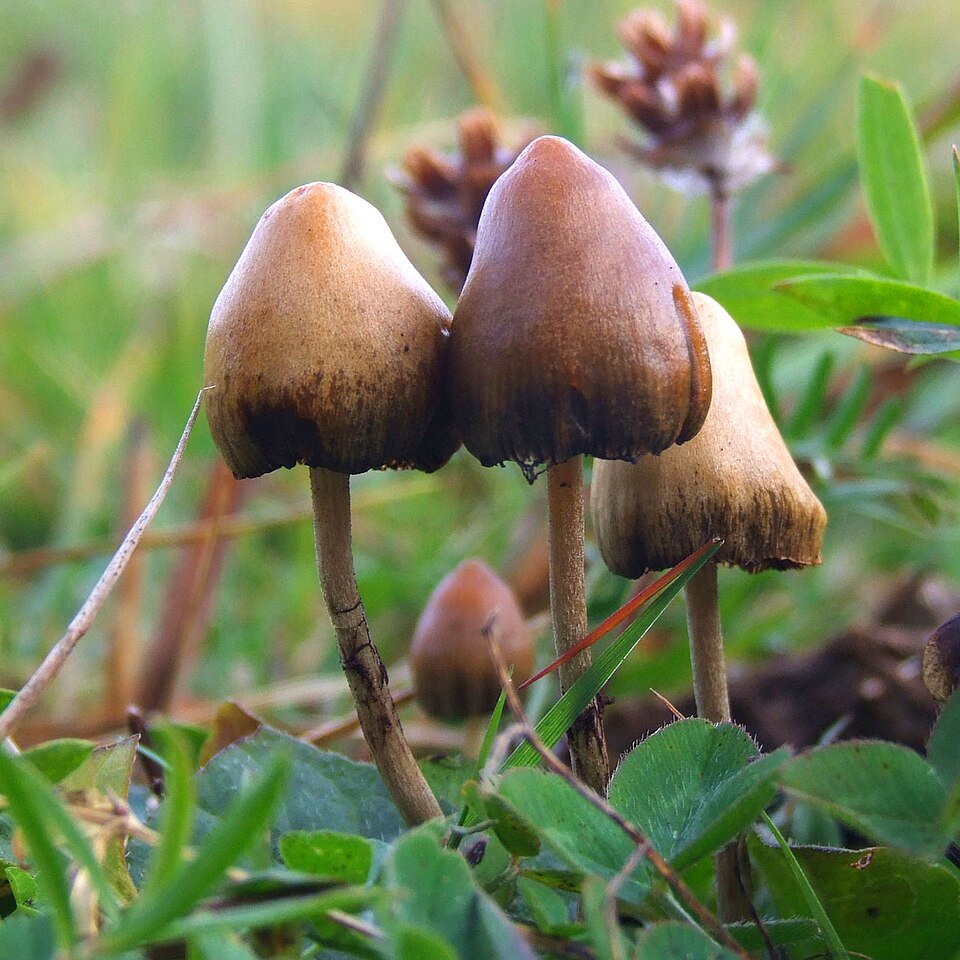 Liberty Cap (Psilocybe semilanceata)