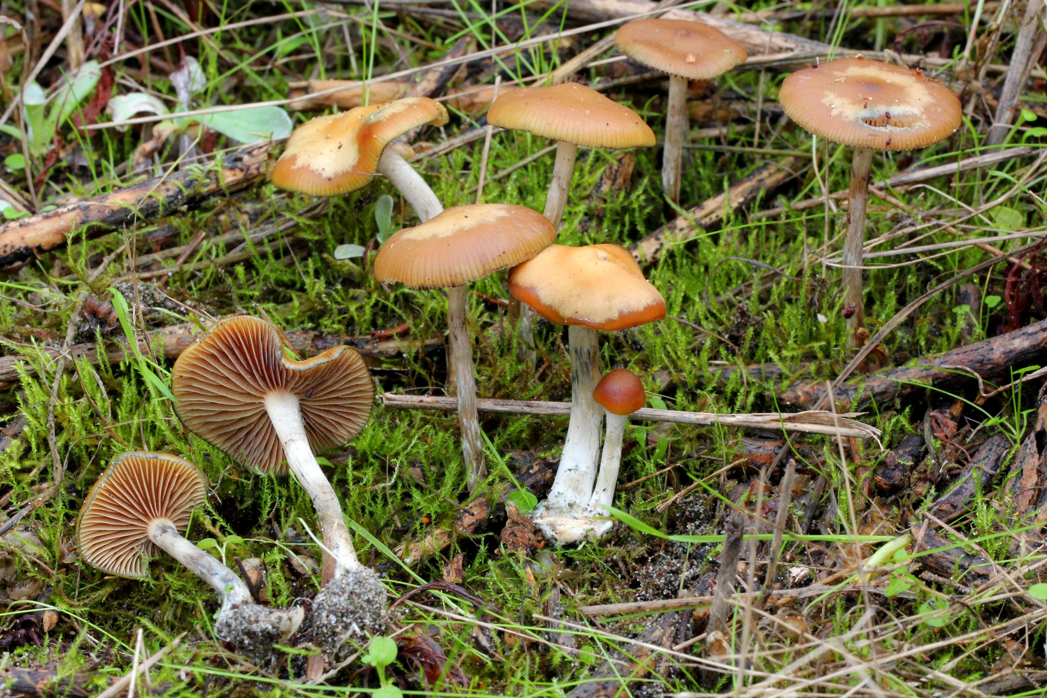 Wavy Cap (Psilocybe cyanescens)