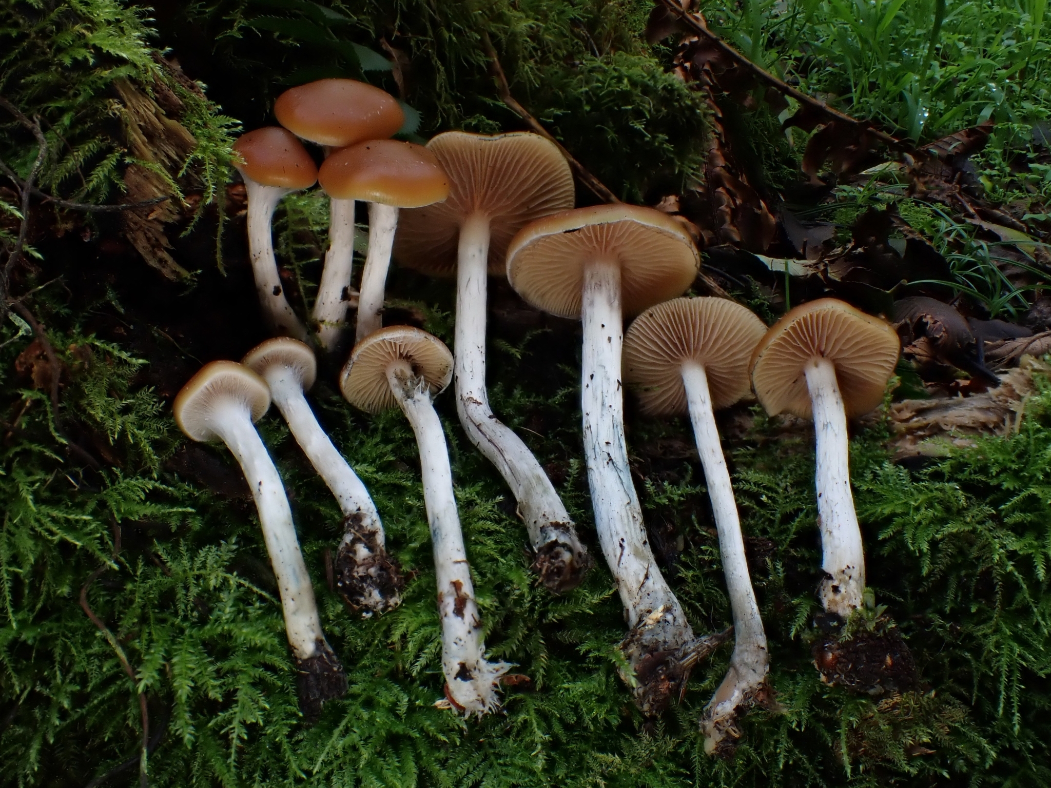 Wavy Cap (Psilocybe cyanescens) wild specimen