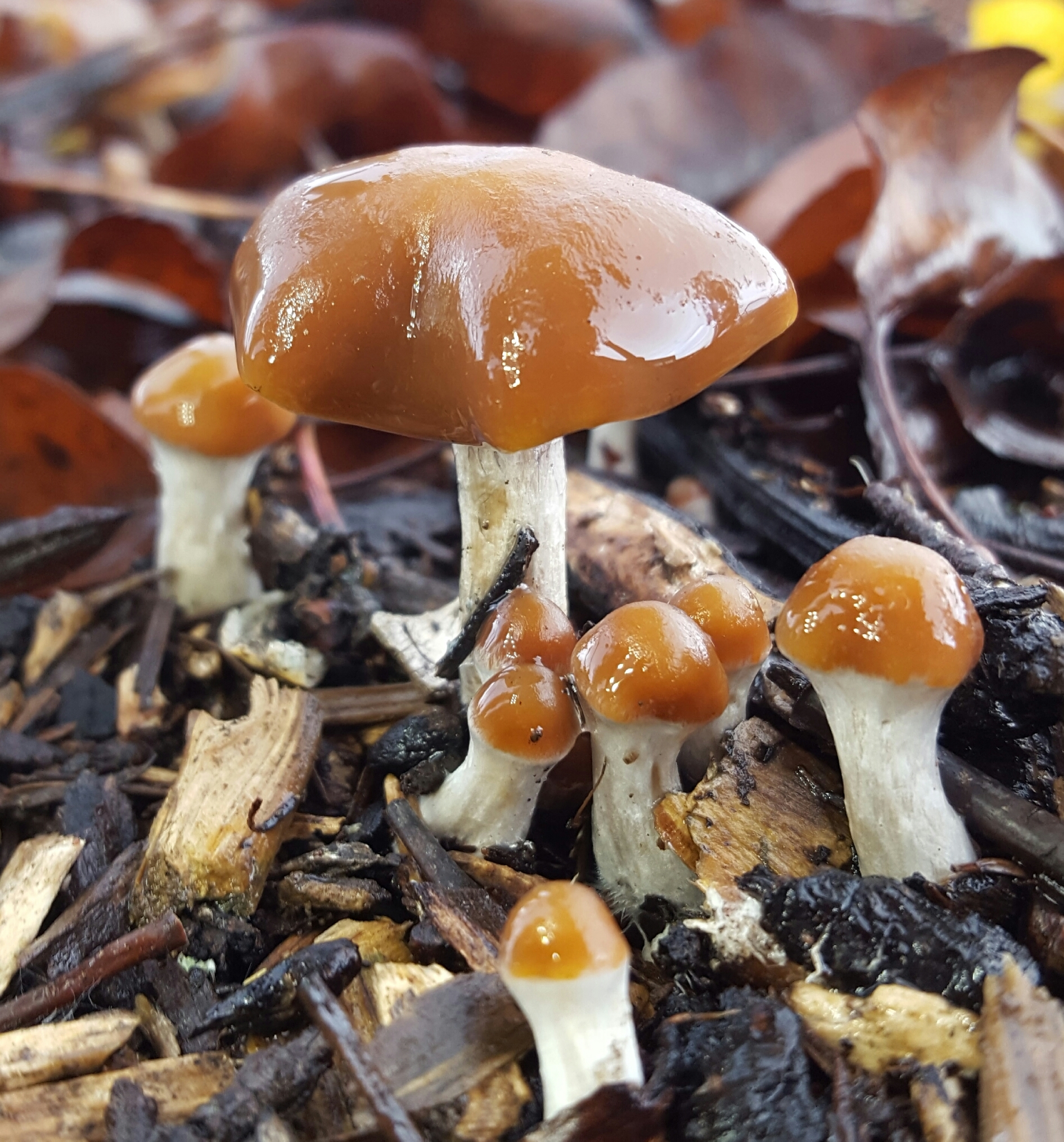 Wavy Cap (Psilocybe cyanescens) wild specimen