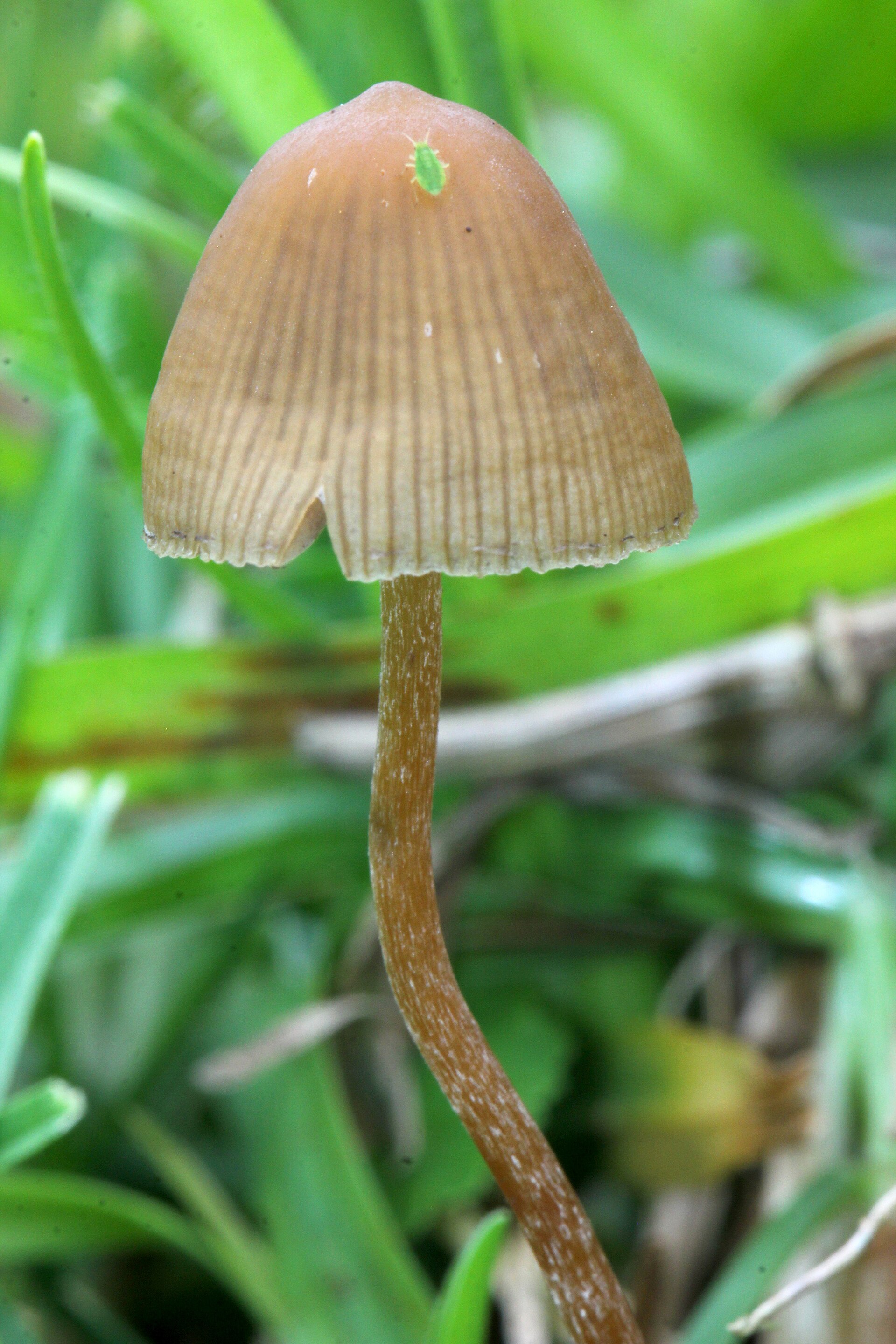 Teonanácatl / Mexican Magic Mushroom (Psilocybe mexicana) wild specimen