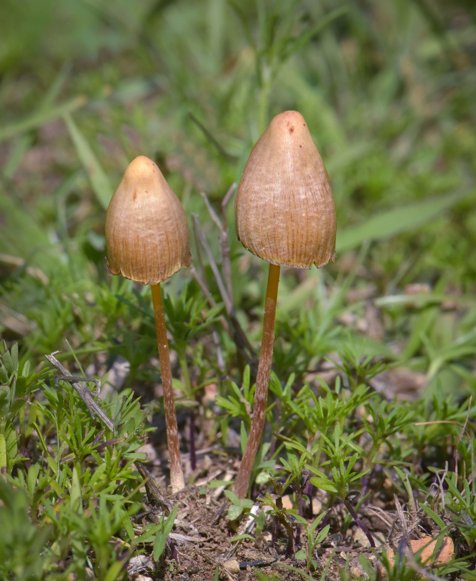 Teonanácatl / Mexican Magic Mushroom (Psilocybe mexicana) wild specimen