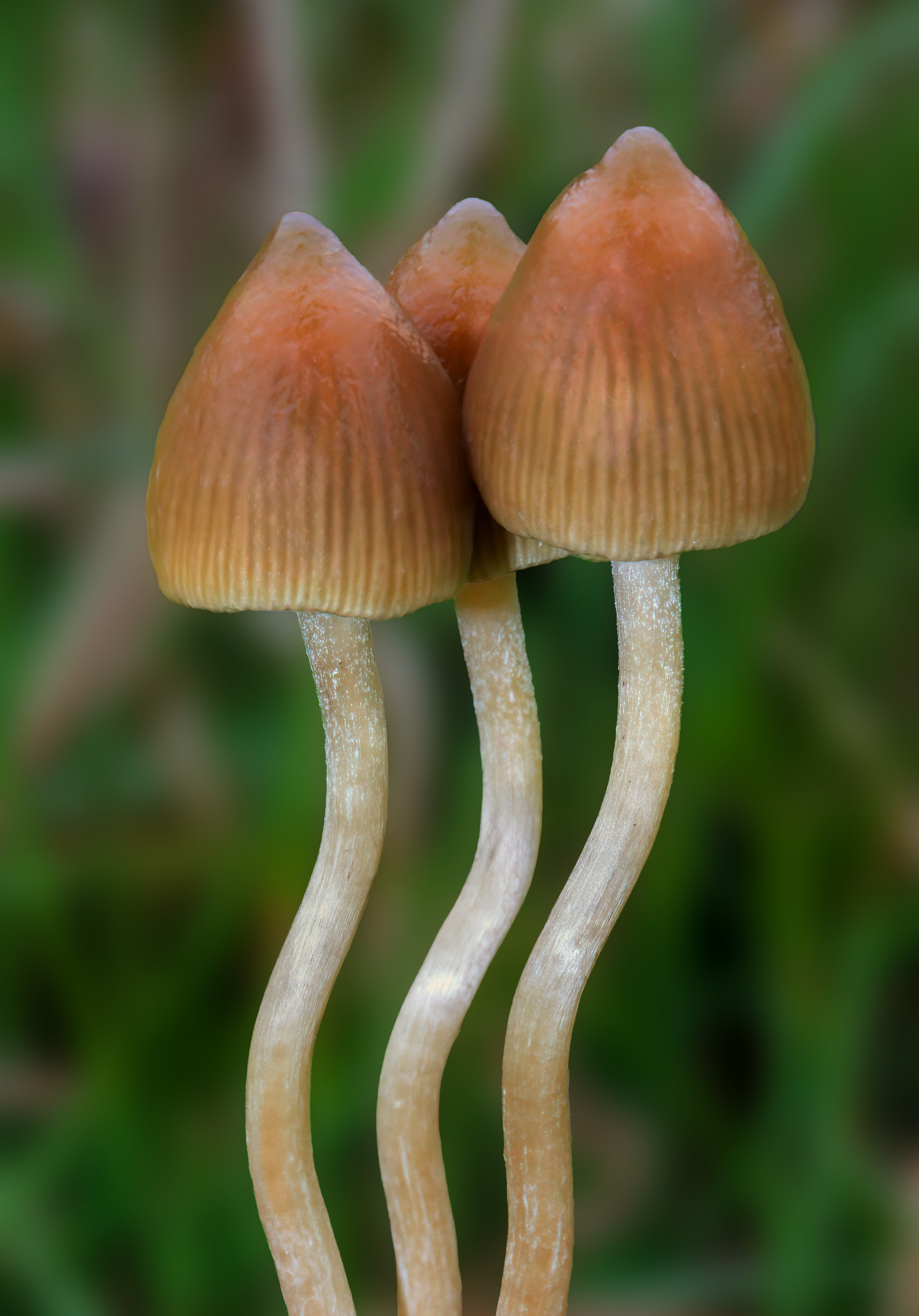 Liberty Cap (Psilocybe semilanceata)