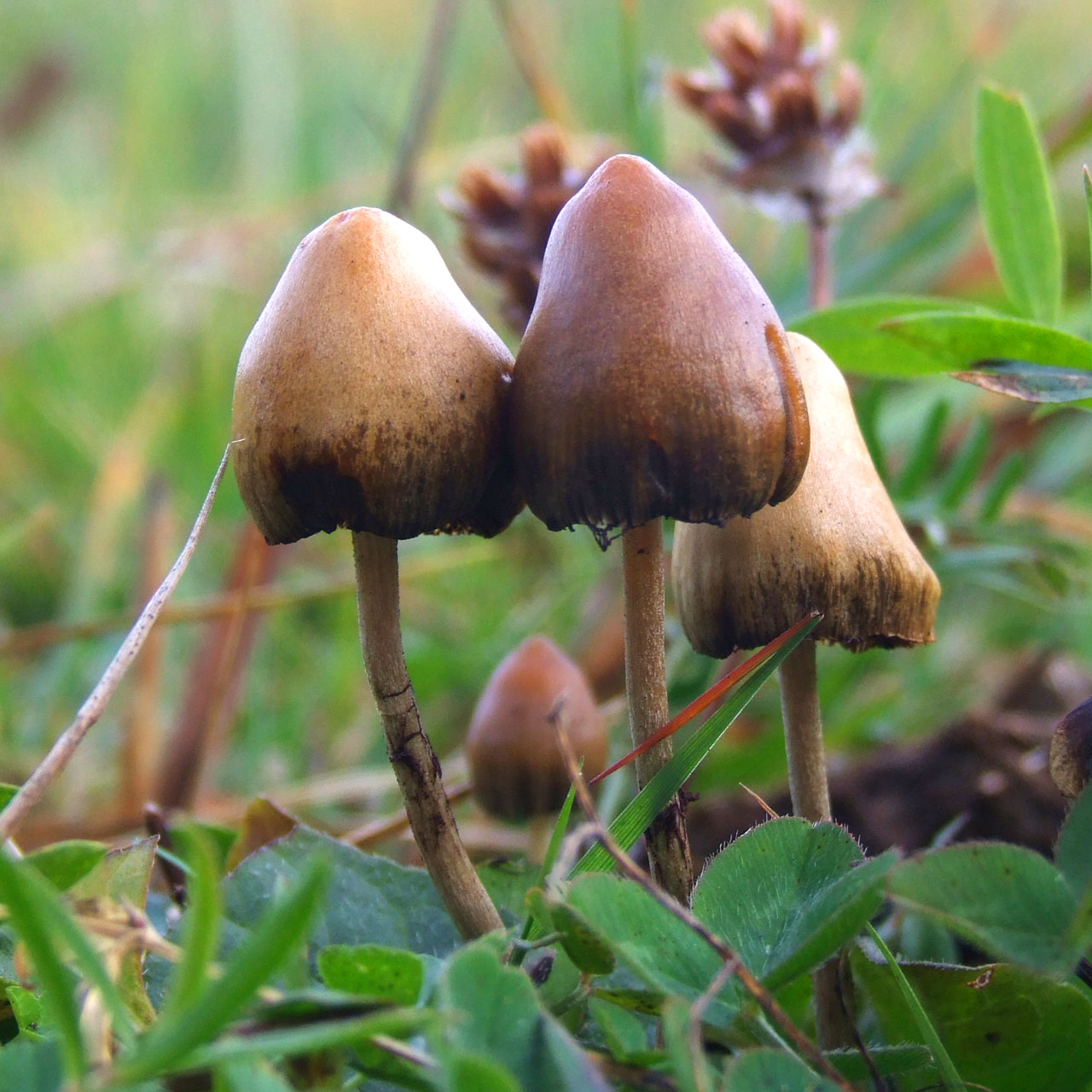 Psilocybe semilanceata growing in grass