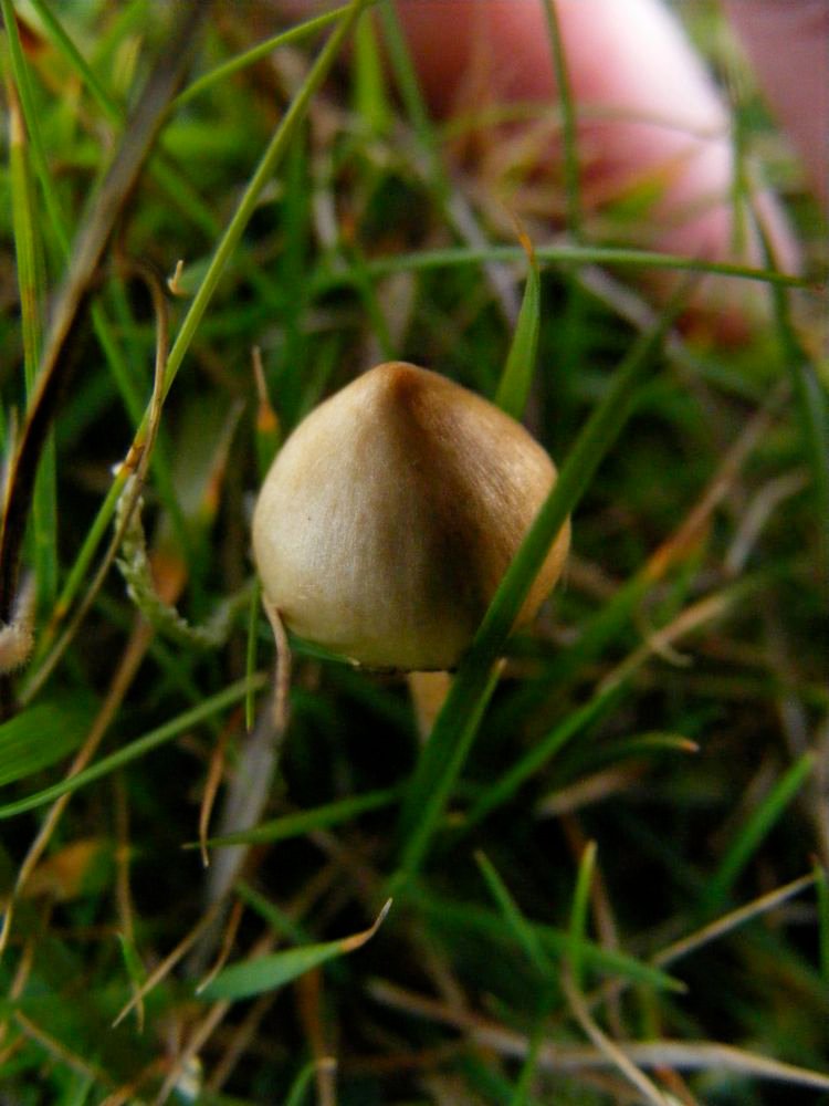 Liberty cap mushroom found in Mayo, Ireland