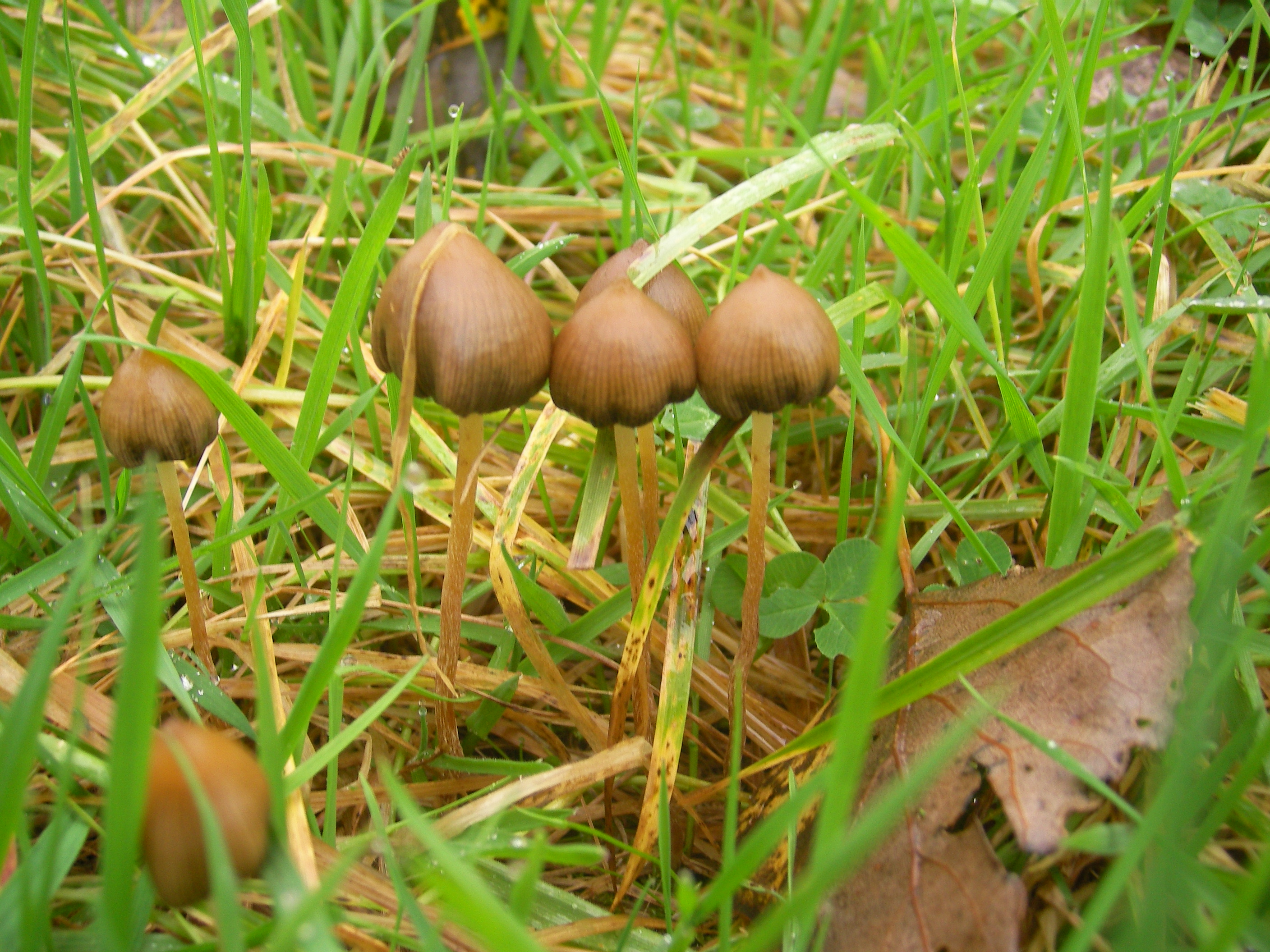 Group of Psilocybe semilanceata liberty caps in field