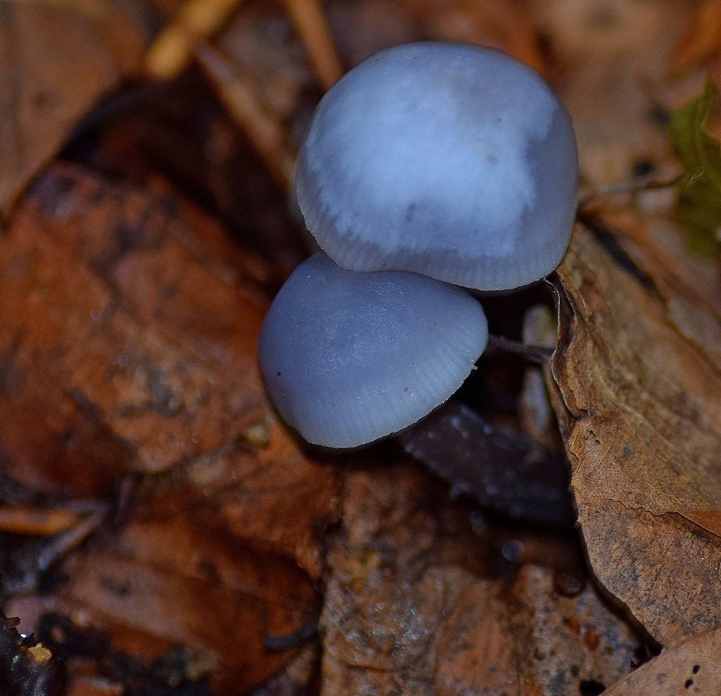 Mycena species (Bonnets)