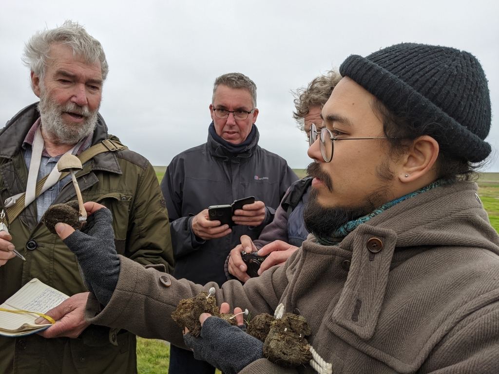 Panaeolus semiovatus (Egghead Mottlegill)