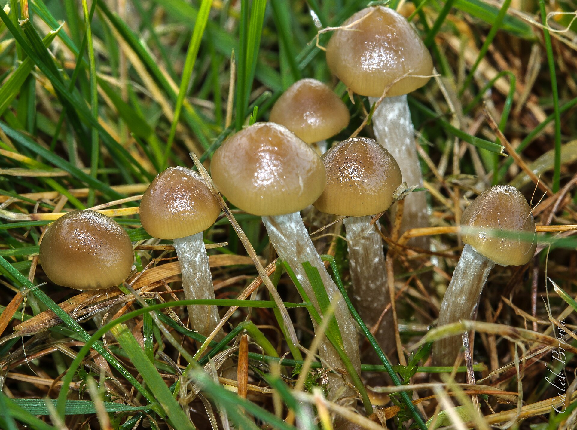 Blue Ringer / Stuntz's Blue Legs (Psilocybe stuntzii) wild specimen