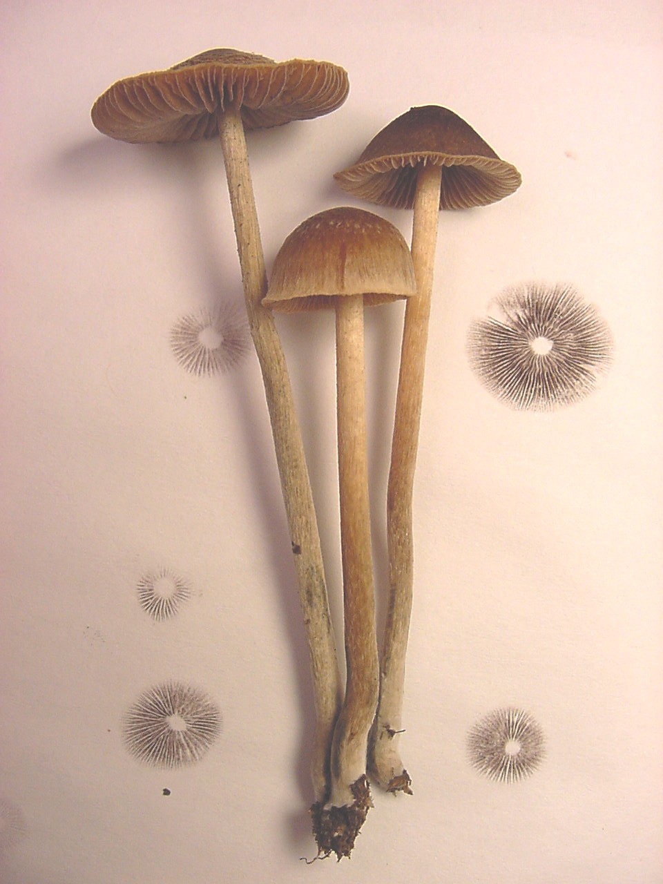 Philosopher's Stone / Magic Truffle (Psilocybe tampanensis) wild specimen