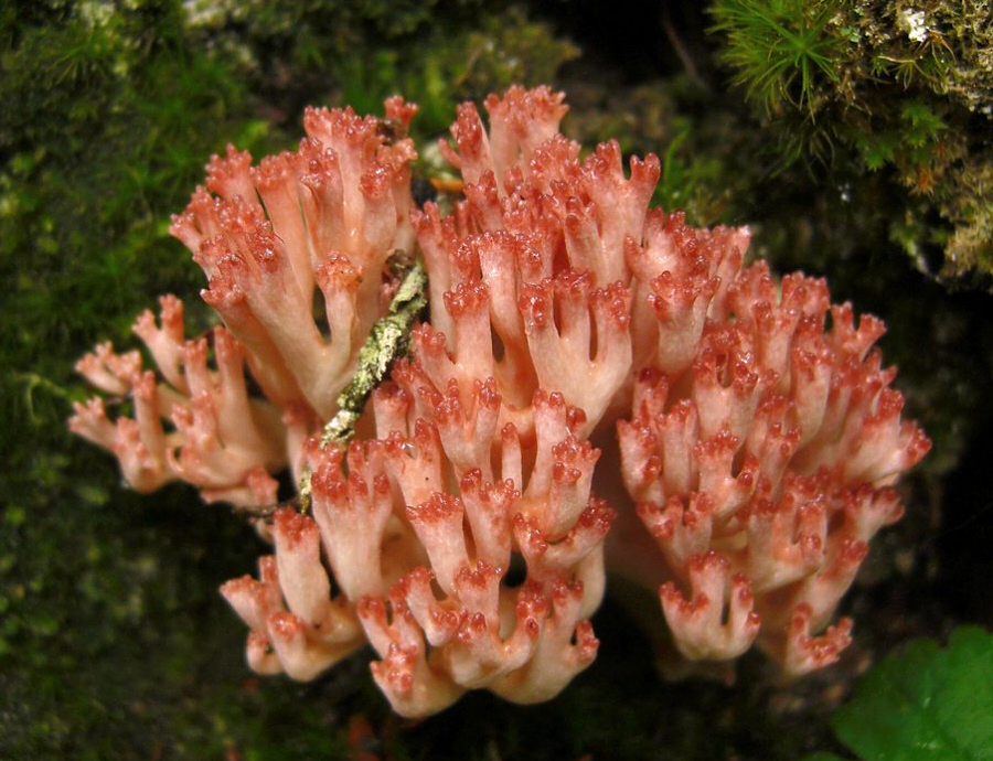 Pink-tipped Coral (Ramaria botrytis) wild specimen