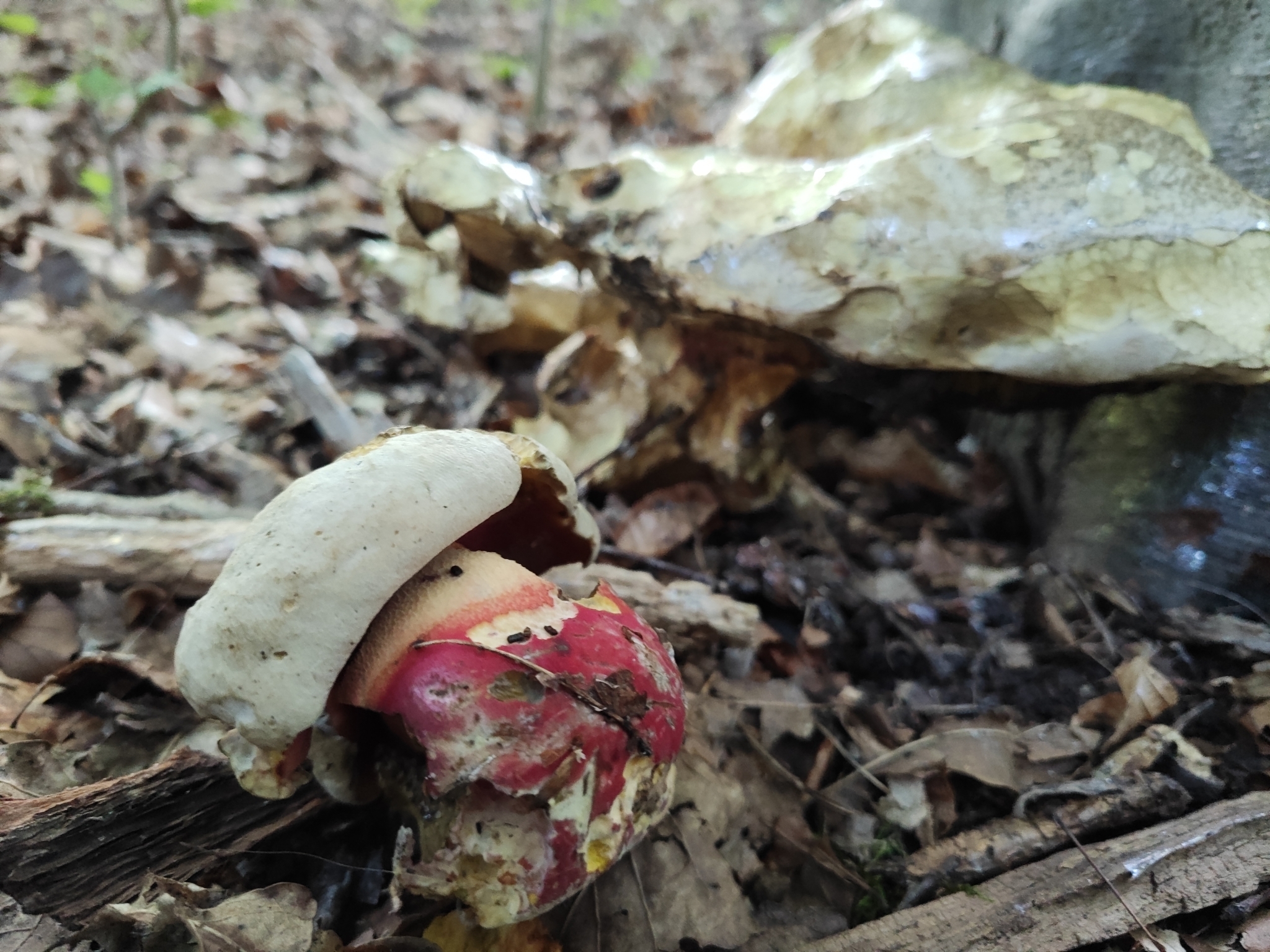 Satan's Bolete (Rubroboletus satanas) wild specimen