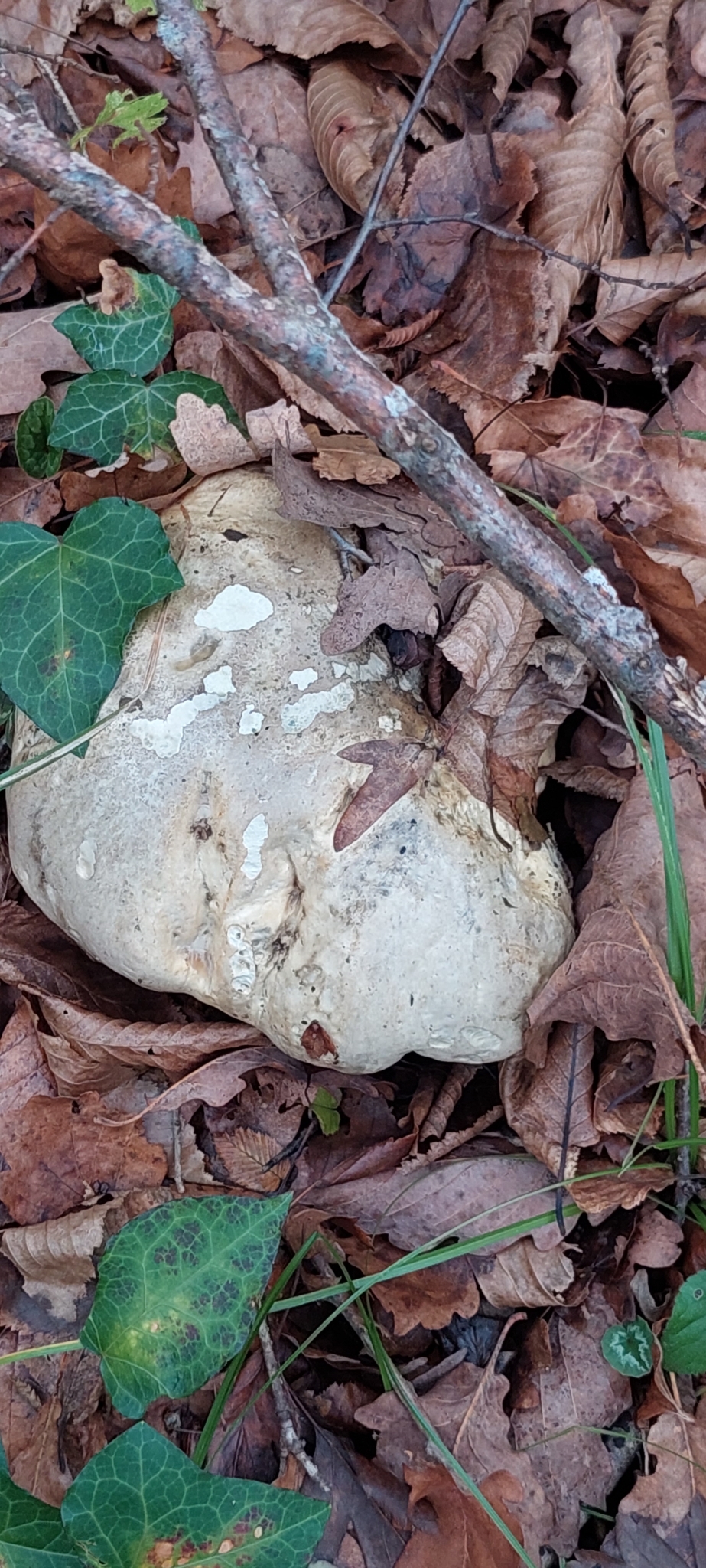 Satan's Bolete (Rubroboletus satanas) wild specimen