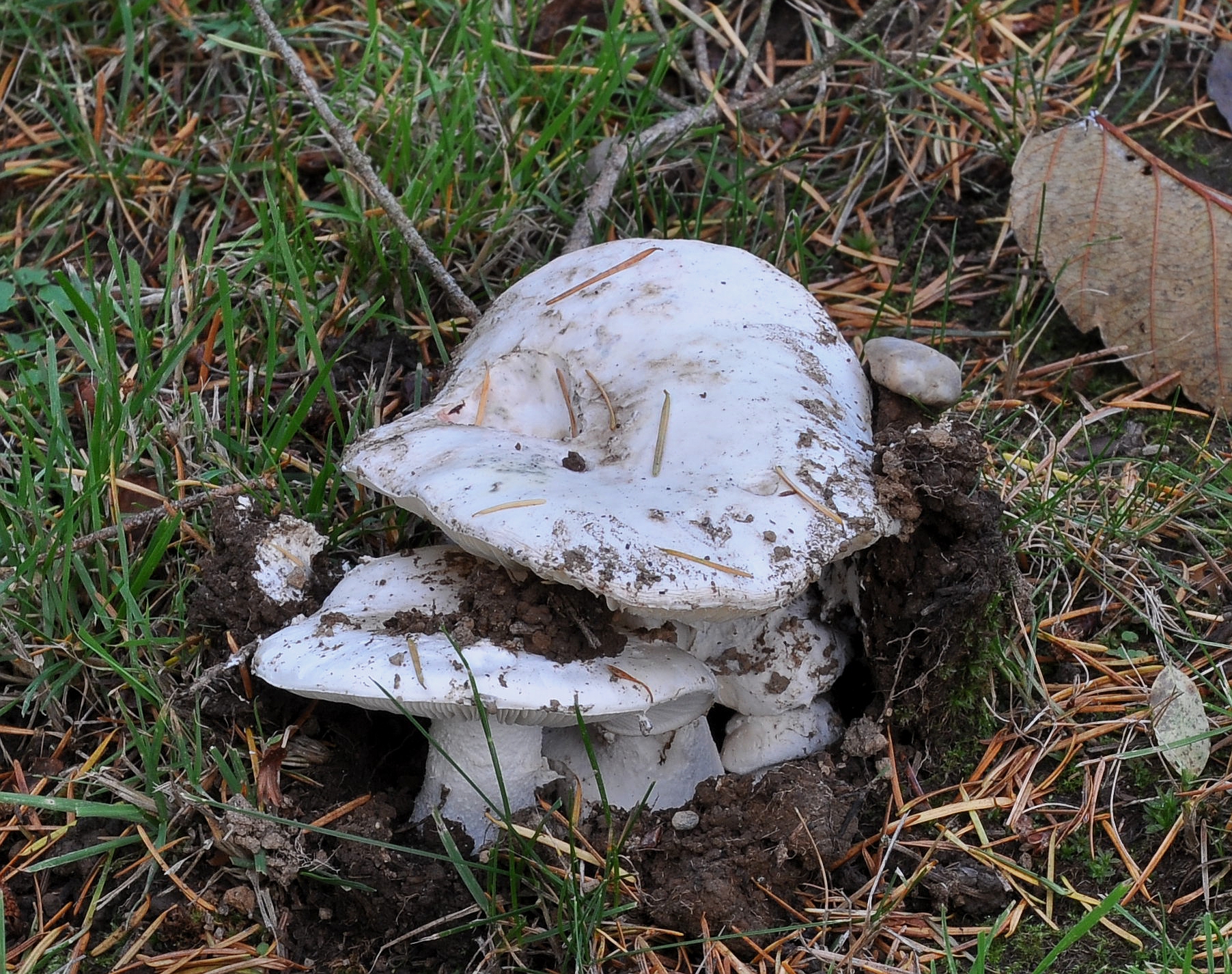 Large white Russula brevipes mushroom showing depressed funnel-shaped cap on forest floor