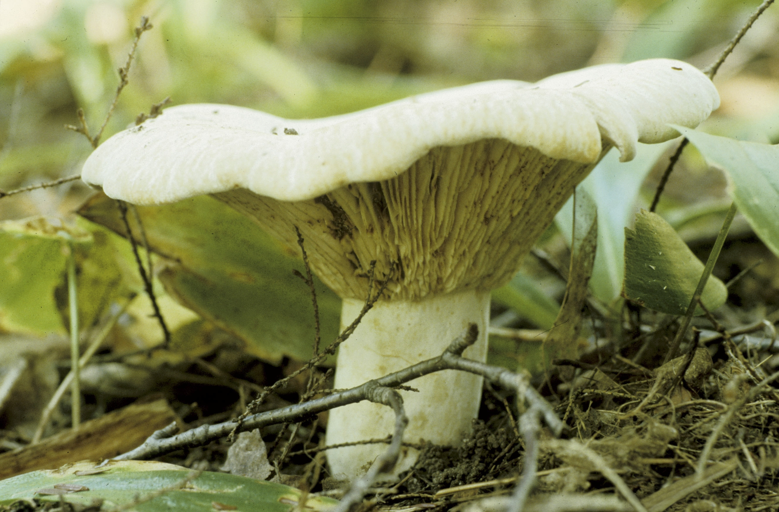 Russula brevipes emerging from leaf litter in coniferous forest