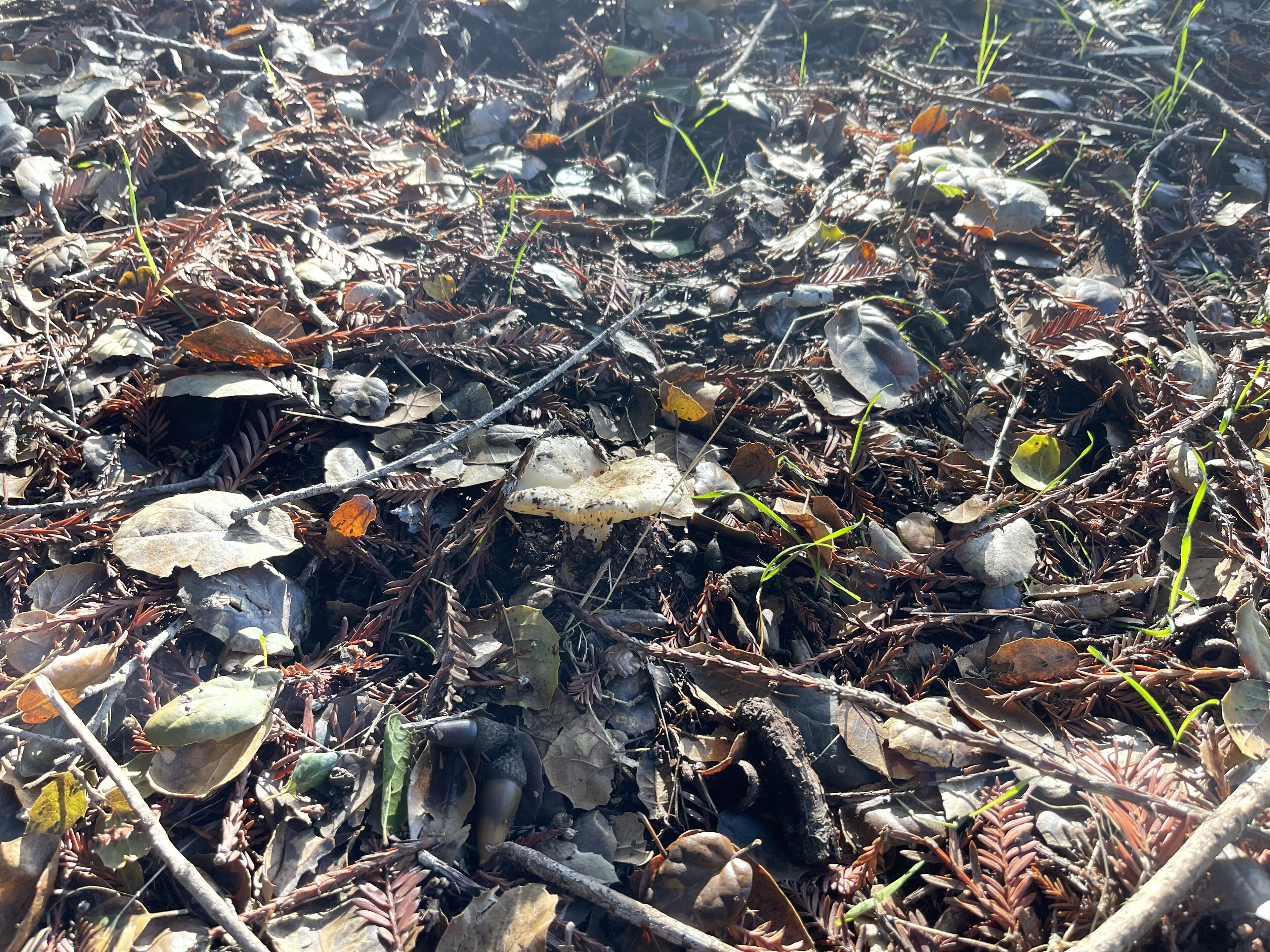Underside of Russula brevipes showing crowded white gills and short stem