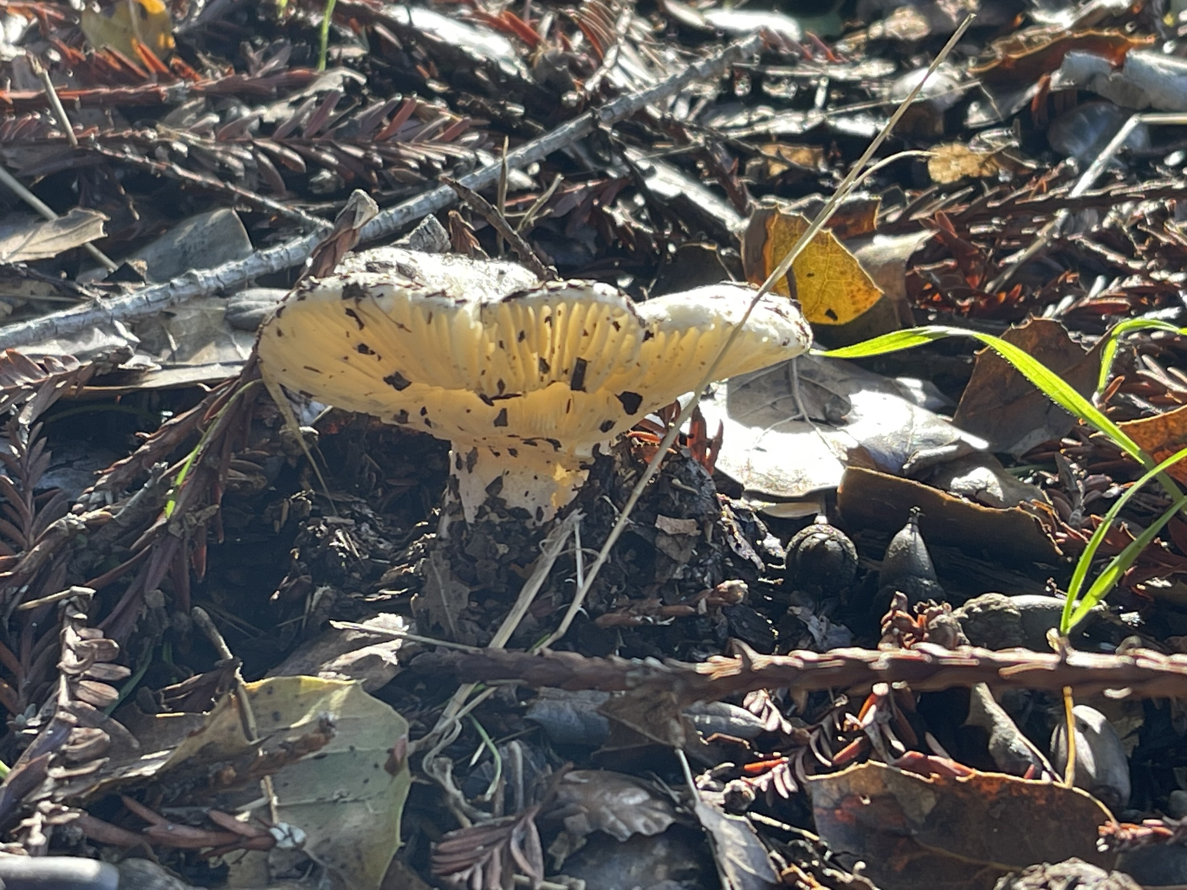 Multiple Russula brevipes specimens showing size variation and funnel-shaped caps