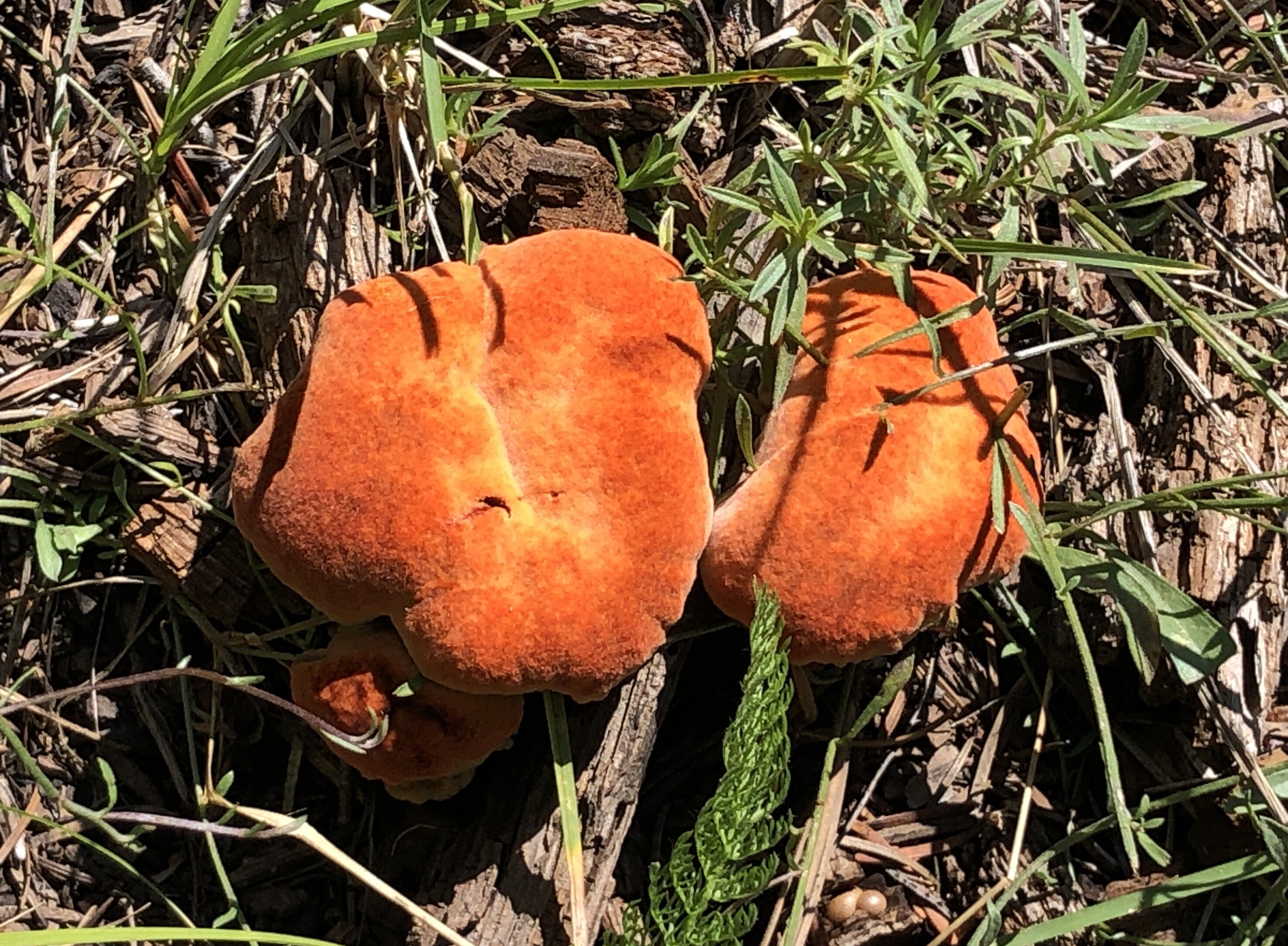 Russula brevipes parasitized by Hypomyces lactifluorum showing bright orange Lobster Mushroom transformation