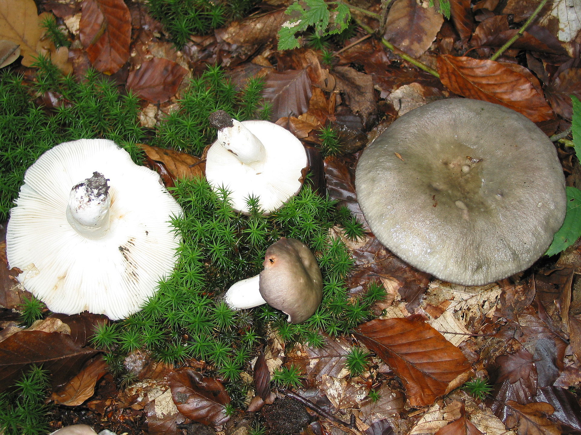 Charcoal Burner (Russula cyanoxantha)
