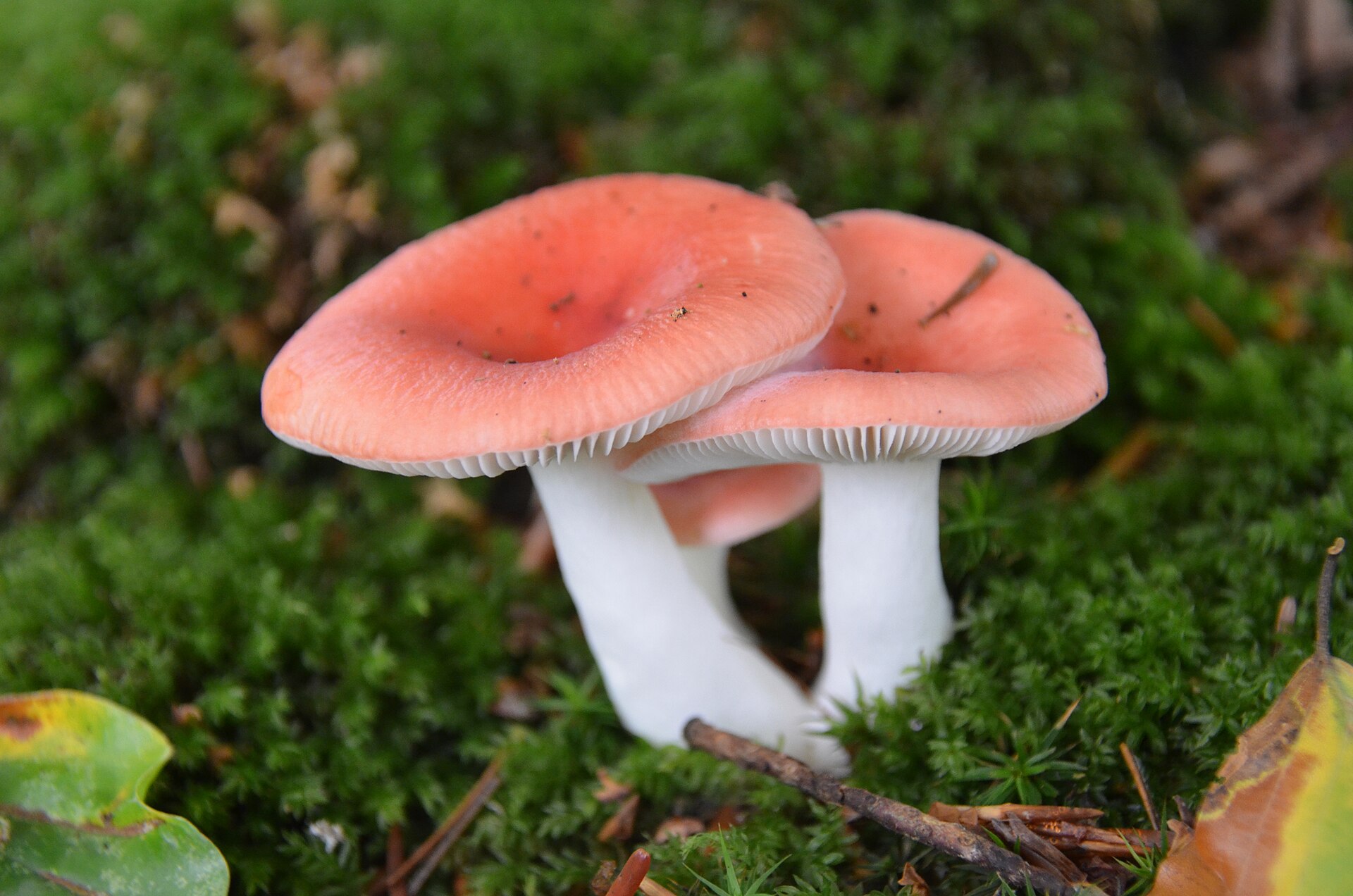 The Sickener (Russula emetica) wild specimen