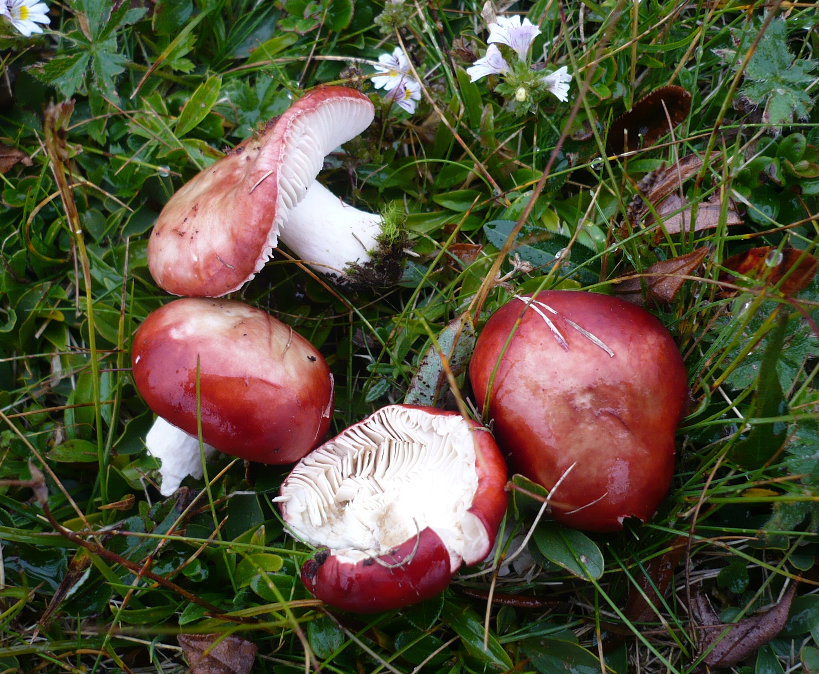 The Sickener (Russula emetica) wild specimen