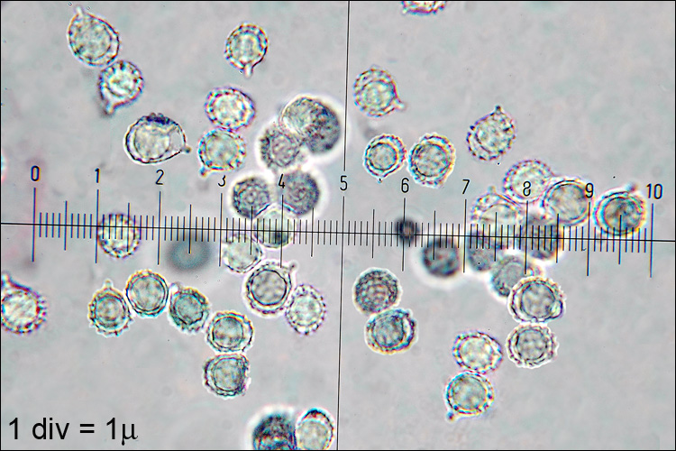 The Sickener (Russula emetica) wild specimen