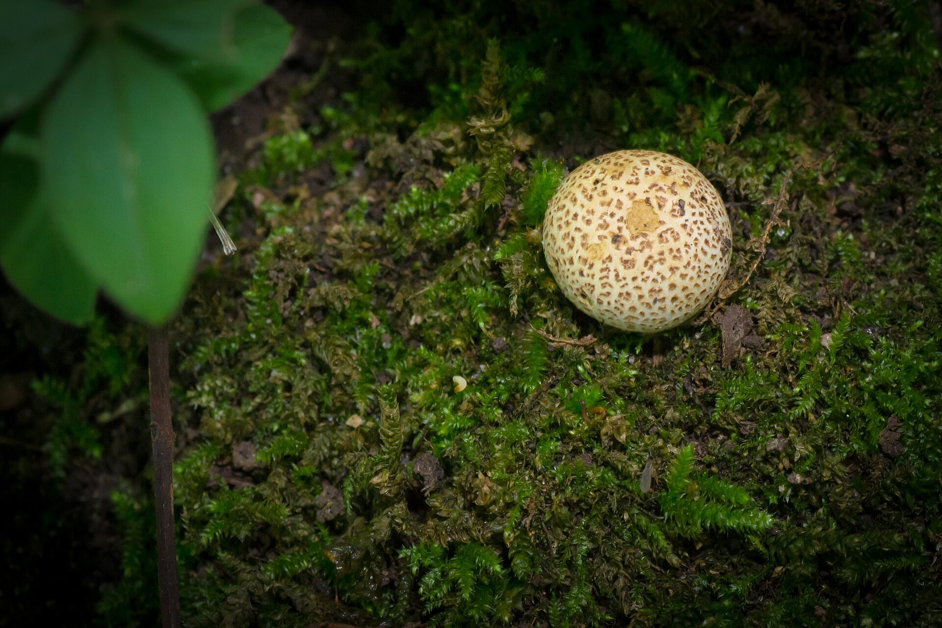 Common Earthball (Scleroderma citrinum) wild specimen
