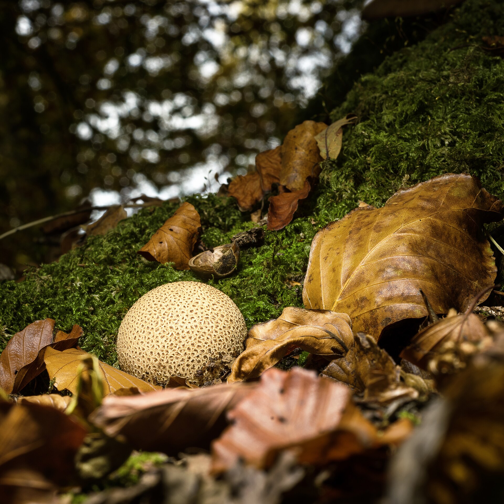 Common Earthball (Scleroderma citrinum) wild specimen