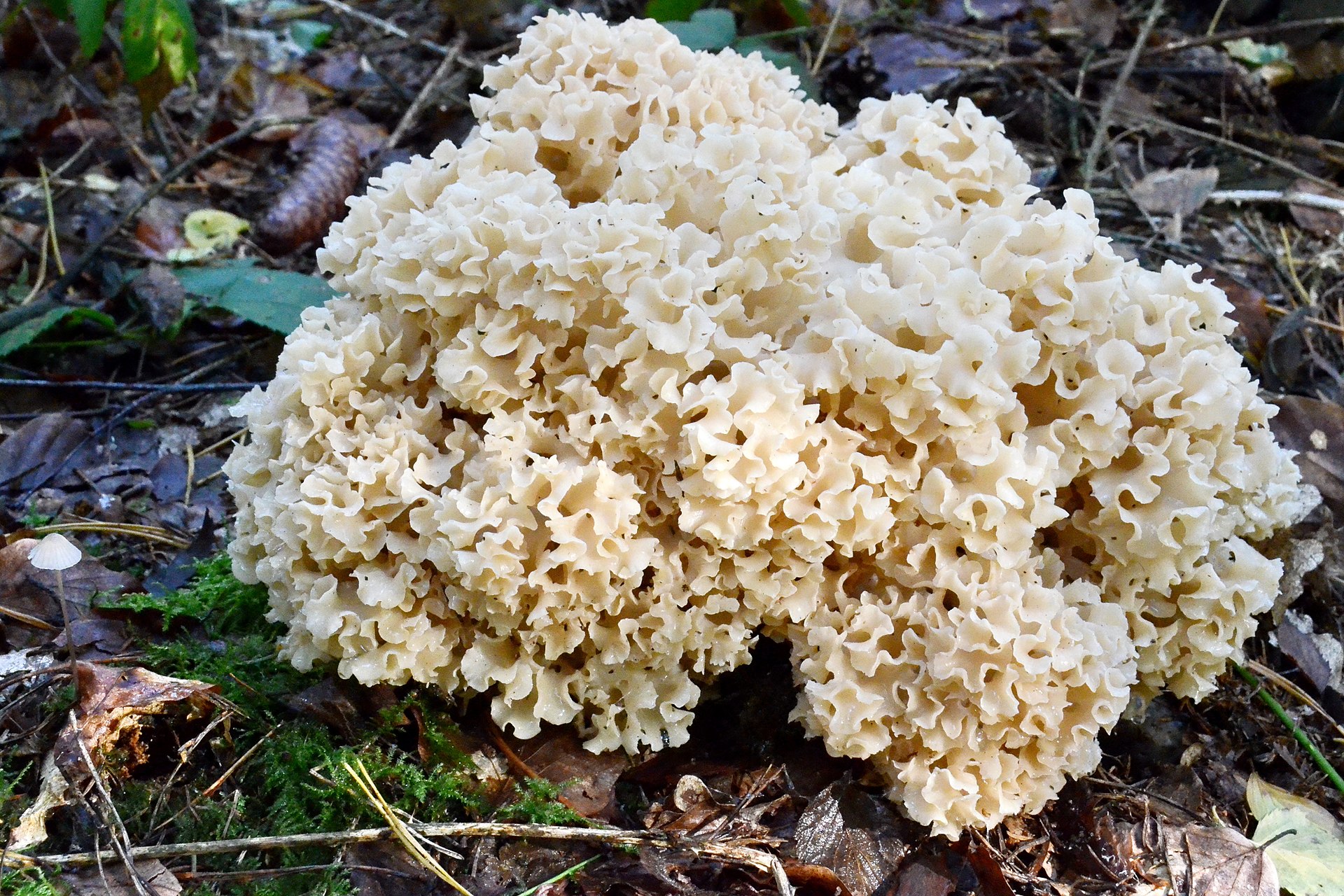Cauliflower Mushroom growing in natural habitat