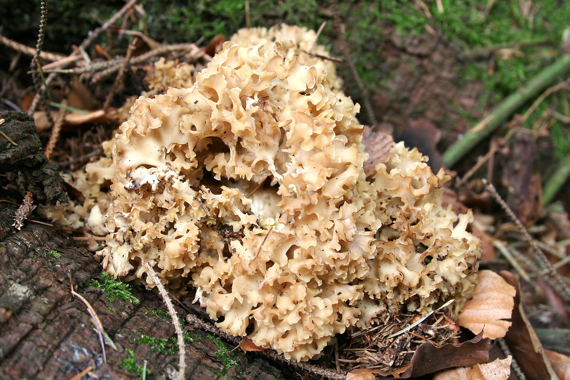Cauliflower Mushroom (Sparassis crispa) wild specimen